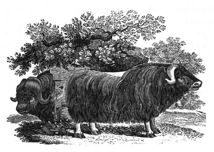 Framed Print : Bewick - Musk Ox Framed Print : Bewick - Musk Ox