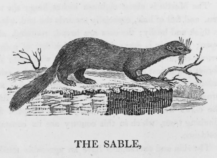 Framed Print : Bewick / Sable Framed Print : Bewick / Sable