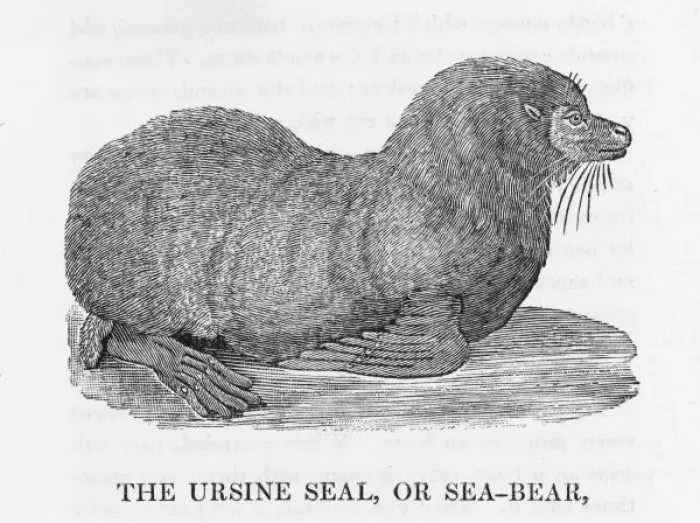Framed Print : Bewick - Sea-Bear Framed Print : Bewick - Sea-Bear