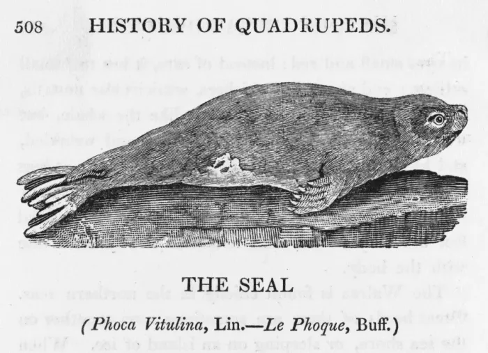 Framed Print : Bewick / Seal Framed Print : Bewick / Seal