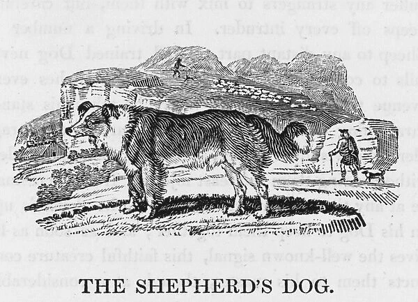 Bewick Shepherds Dog