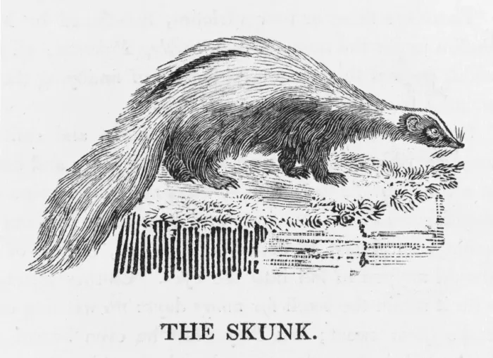 Framed Print : Bewick / Skunk Framed Print : Bewick / Skunk