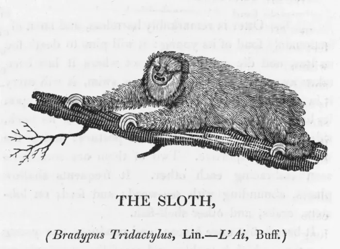 Framed Print : Bewick / Sloth Framed Print : Bewick / Sloth