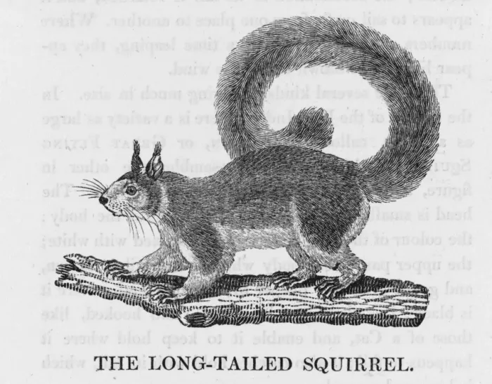 Framed Print : Bewick Squirrel Longtail Framed Print : Bewick Squirrel Longtail