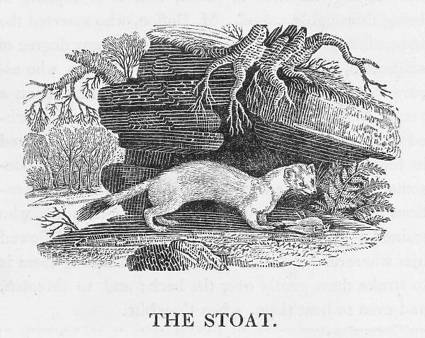 Bewick  /  Stoat. (Mustels erminea) This mustelid is similar to