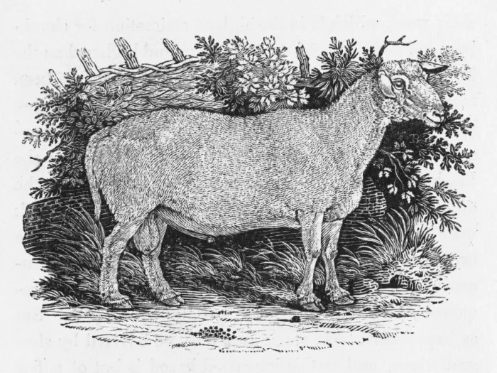 Framed Print : Bewick - Tees Sheep Framed Print : Bewick - Tees Sheep