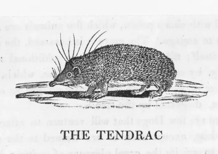 Framed Print : Bewick / Tenrec Framed Print : Bewick / Tenrec