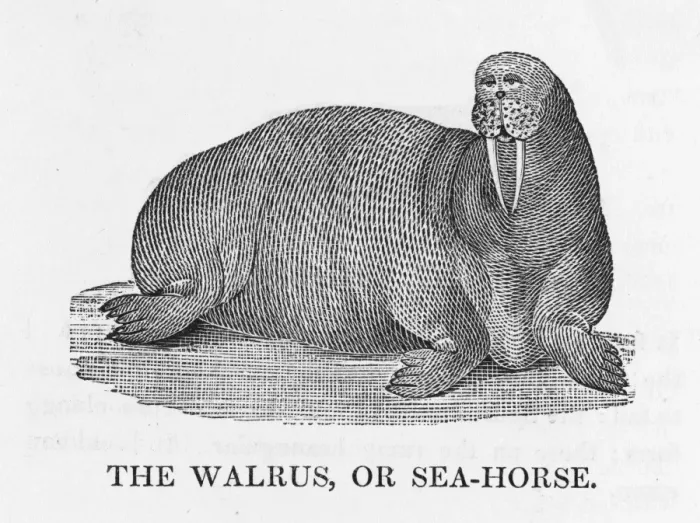 Framed Print : Bewick / Walrus Framed Print : Bewick / Walrus