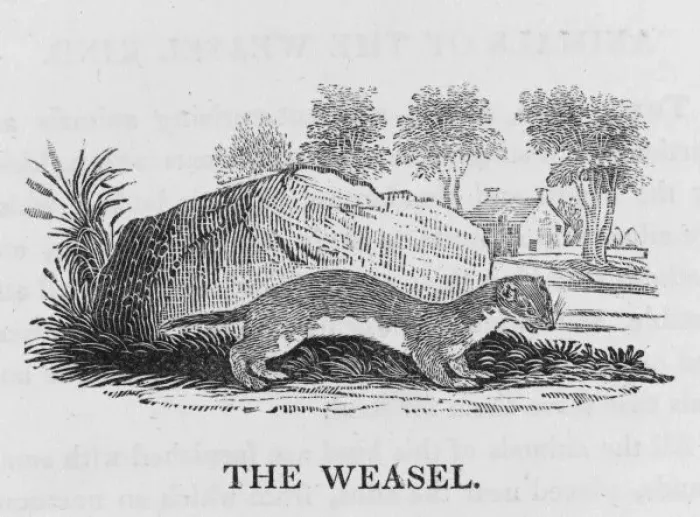 Framed Print : Bewick / Weasel Framed Print : Bewick / Weasel