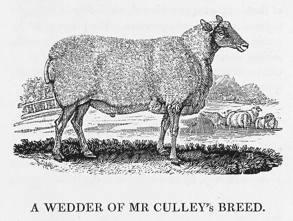 Bewick - Wedder Sheep