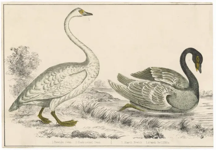 Framed Print : Bewicks, Blackneckedswan Framed Print : Bewicks, Blackneckedswan