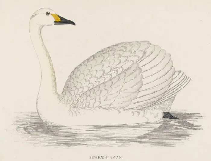 Framed Print : Bewicks Swan Framed Print : Bewicks Swan