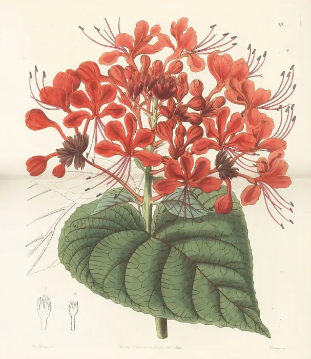 Framed Print : Bhat or hill glory bower, Clerodendrum infortunatum Framed Print : Bhat or hill glory bower, Clerodendrum infortunatum