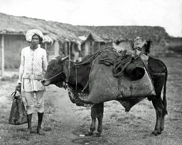 Bheestie, or water carrier, with bullock, India