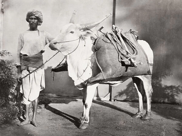 Bhisti, water carrier with his bags on an ox, India