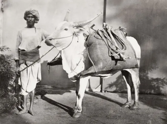 Framed Print : Bhisti, water carrier with his bags on an ox, India Framed Print : Bhisti, water carrier with his bags on an ox, India