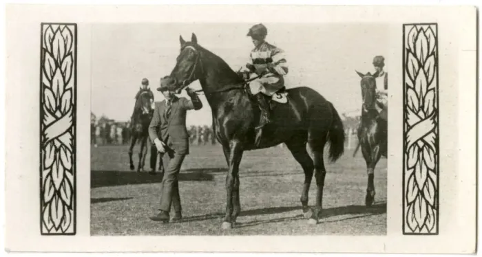 Framed Print : Bicolor, Australian race horse Framed Print : Bicolor, Australian race horse