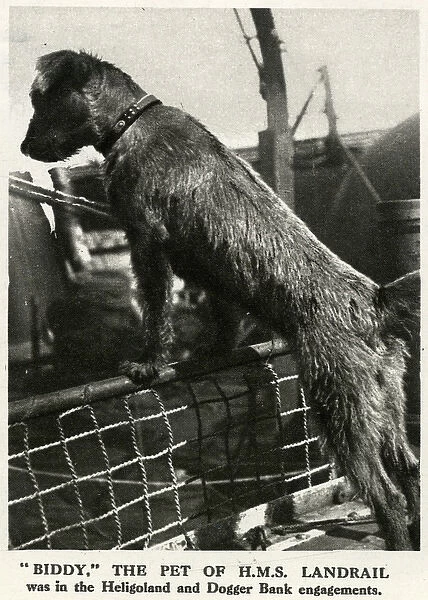 Biddy, WW1 naval dog mascot, 1916