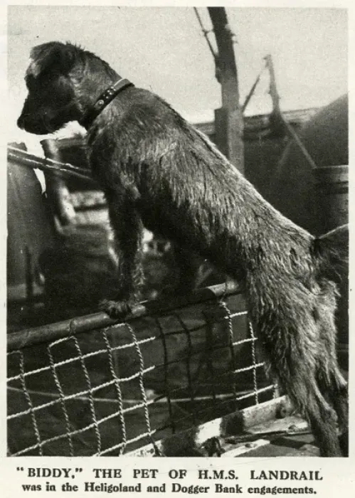 Framed Print : Biddy, WW1 naval dog mascot, 1916 Framed Print : Biddy, WW1 naval dog mascot, 1916