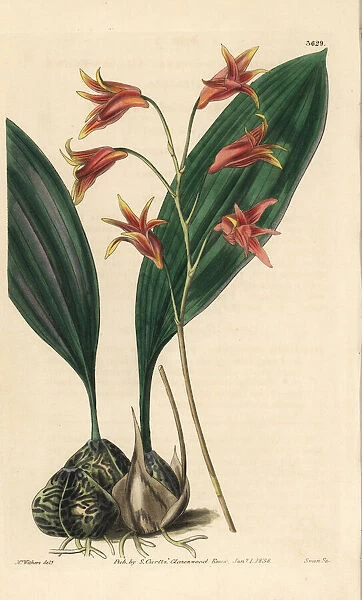 Bifrenaria aureofulva orchid