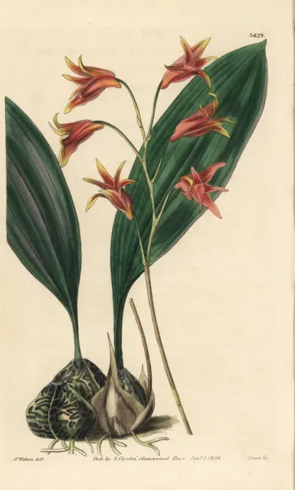 Framed Print : Bifrenaria aureofulva orchid Framed Print : Bifrenaria aureofulva orchid