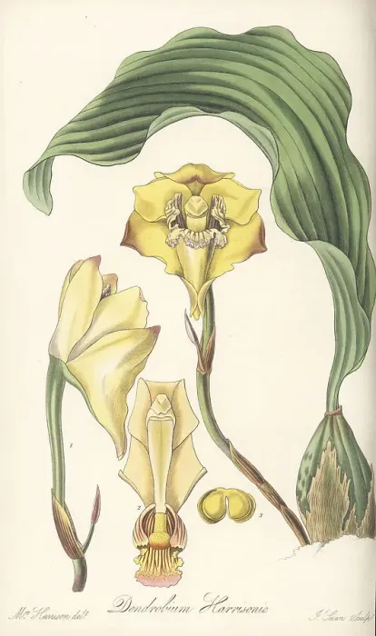 Framed Print : Bifrenaria harrisoniae orchid Framed Print : Bifrenaria harrisoniae orchid