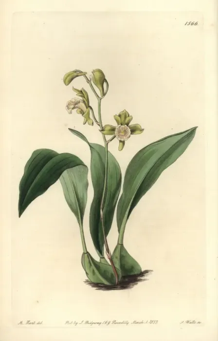 Framed Print : Bifrenaria racemosa orchid Framed Print : Bifrenaria racemosa orchid
