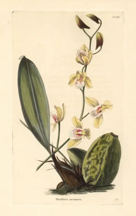 Framed Print : Bifrenaria racemosa orchid Framed Print : Bifrenaria racemosa orchid