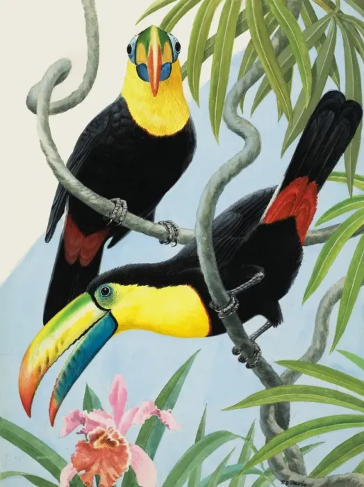 Framed Print : Big-beaked Birds Framed Print : Big-beaked Birds