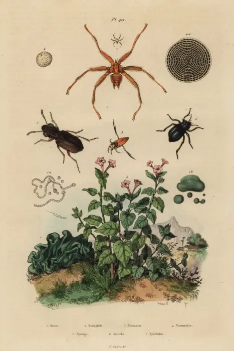 Framed Print : Big-eyed beetle, backswimmer, darkling beetle Framed Print : Big-eyed beetle, backswimmer, darkling beetle