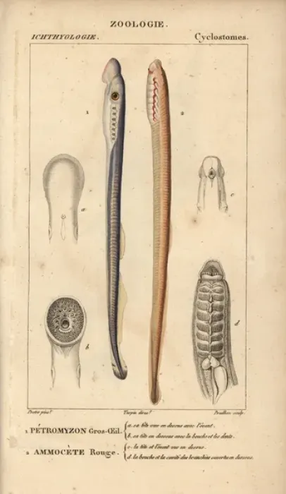 Framed Print : Big-eyed lamprey and red lamprey Framed Print : Big-eyed lamprey and red lamprey