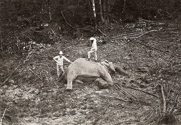 Big game hunters, Asia, with the body of a dead elephant