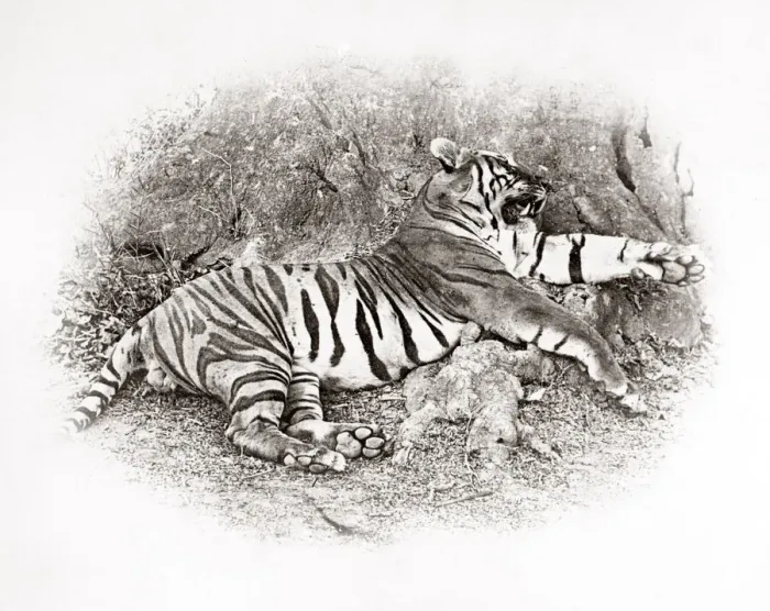 Framed Print : Big game hunting, tiger hunt in India - a series Framed Print : Big game hunting, tiger hunt in India - a series