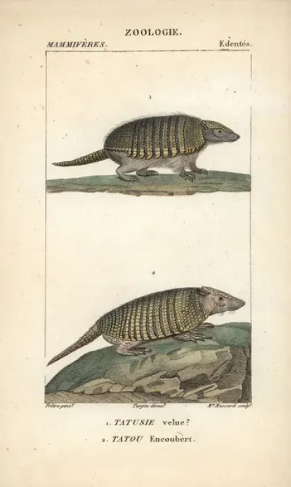 Framed Print : Big hairy armadillo, Chaetophractus villosus Framed Print : Big hairy armadillo, Chaetophractus villosus