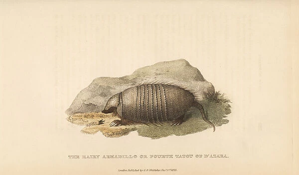 Big hairy armadillo, Chaetophractus villosus
