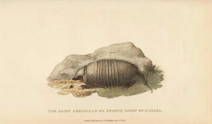 Framed Print : Big hairy armadillo, Chaetophractus villosus Framed Print : Big hairy armadillo, Chaetophractus villosus