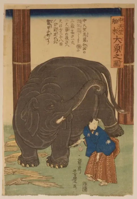 Framed Print : Big imported elephant from India Framed Print : Big imported elephant from India