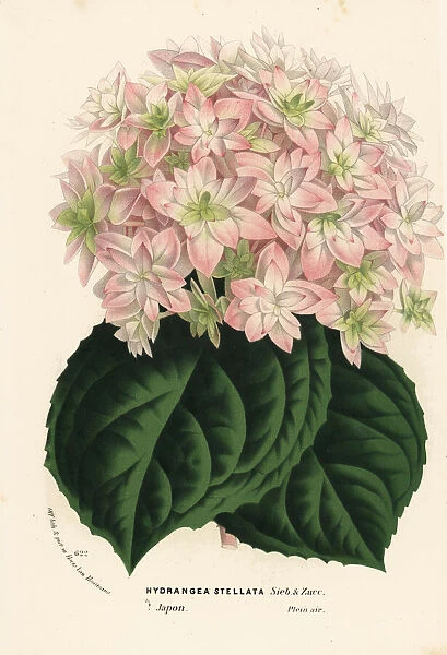 Big-leaf hydrangea, Hydrangea macrophylla