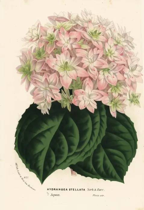 Framed Print : Big-leaf hydrangea, Hydrangea macrophylla Framed Print : Big-leaf hydrangea, Hydrangea macrophylla