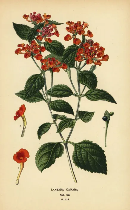 Framed Print : Big sage, ghaneri or tickberry, Lantana camara Framed Print : Big sage, ghaneri or tickberry, Lantana camara