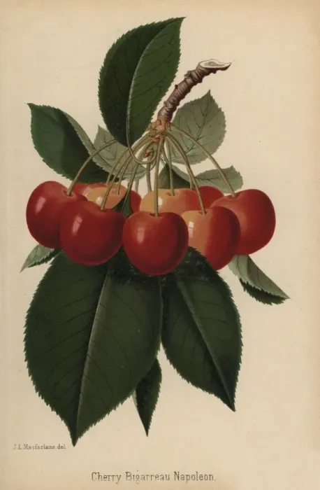 Framed Print : Bigarreau Napoleon cherry, Prunus variety Framed Print : Bigarreau Napoleon cherry, Prunus variety