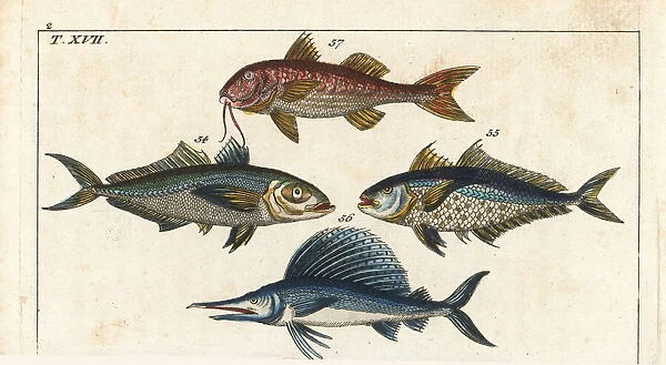 Bigeye scad, sailfish and surmullet