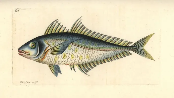 Framed Print : Bigeye scad, Selar crumenophthalmus Framed Print : Bigeye scad, Selar crumenophthalmus