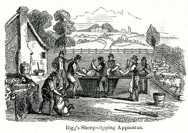 Biggs sheep-dipping apparatus 1851