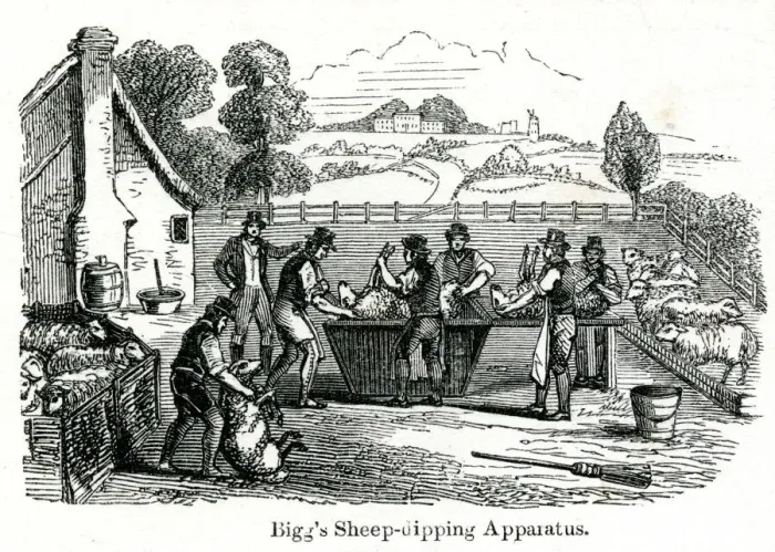 Framed Print : Biggs sheep-dipping apparatus 1851 Framed Print : Biggs sheep-dipping apparatus 1851