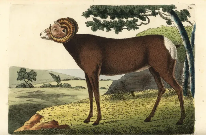 Framed Print : Bighorn sheep or Canadian sheep, Ovis canadensis Framed Print : Bighorn sheep or Canadian sheep, Ovis canadensis