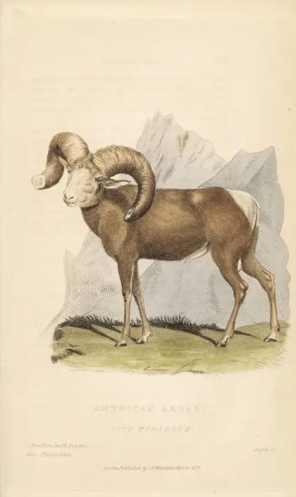 Framed Print : Bighorn sheep, Ovis canadensis Framed Print : Bighorn sheep, Ovis canadensis