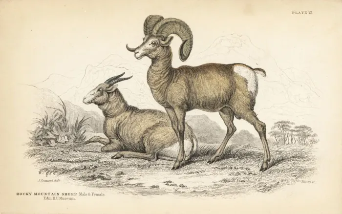 Framed Print : Bighorn sheep, Ovis canadensis Framed Print : Bighorn sheep, Ovis canadensis