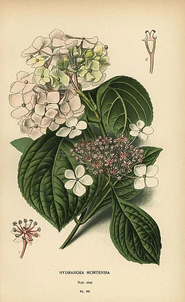 Bigleaf hydrangea, Hydrangea macrophylla