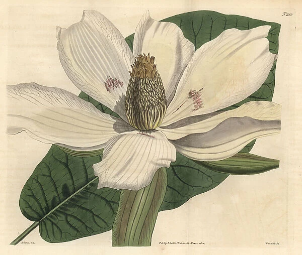 Bigleaf or large-leaved magnolia, Magnolia macrophylla